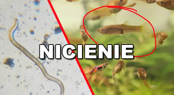Nicienie w akwarium: z lewej strony widok pod mikroskopem na nicienia, z prawej małe rybki gupiki.