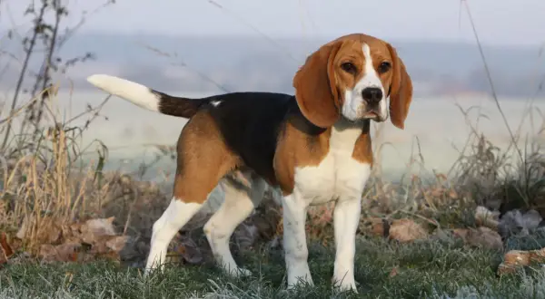Beagle waga idealna, piesek stoi na mroźnej trawie, otoczony suchymi liśćmi i trawami.