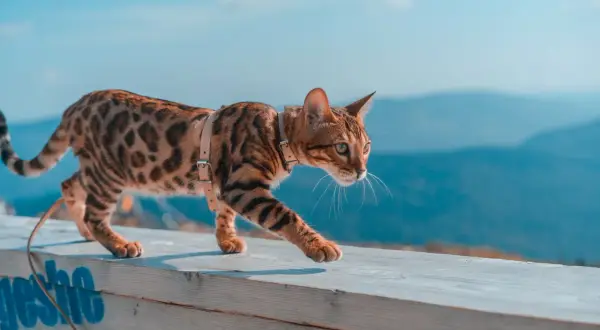 Elegancki kot bengalski blue z cętkowanym futrem spaceruje po drewnianej balustradzie na tle błękitnego nieba i gór.