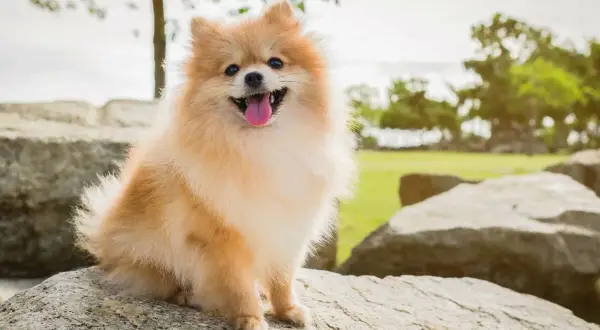 Szczęśliwy pomeranian, być może najdroższy pies świata, siedzi na kamieniu w parku.