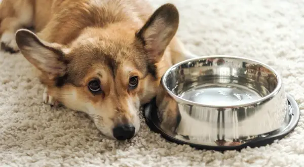 Smutny corgi leży obok miski z wodą, wyraźnie widać, że pies nie chce pić wody.