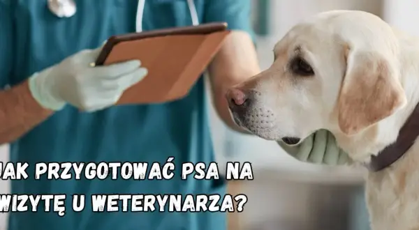Pies u weterynarza: Spokój i bezpieczeństwo. Jak go trzymać?