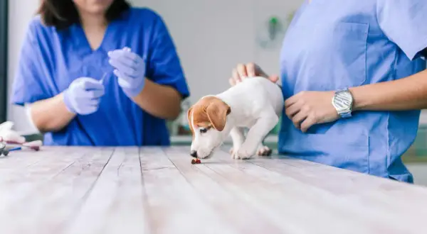 Szczeniak Jack Russell Terrier wącha tabletkę na drewnianym stole, obok weterynarzy w niebieskich fartuchach.
