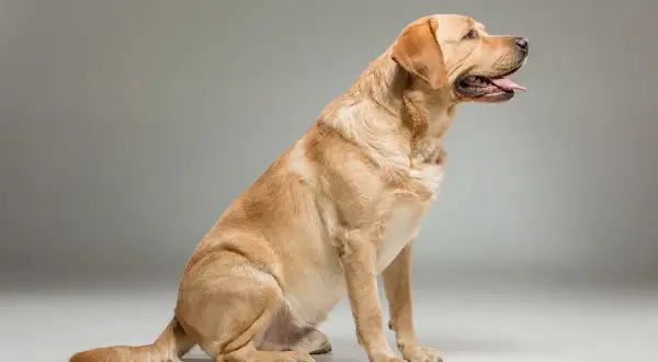 Siedzący, złoty labrador amerykański z językiem na wierzchu, gotowy do zabawy.
