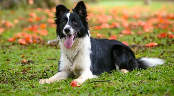Inteligentny border collie leży na trawie wśród jesiennych liści. Uważany za jedne z najmądrzejszych psów, ten pies wygląda na zadowolonego.