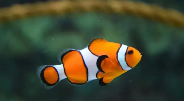Prawdziwe ryby z "Gdzie jest Nemo": Czy Dory to ryba dla Ciebie?