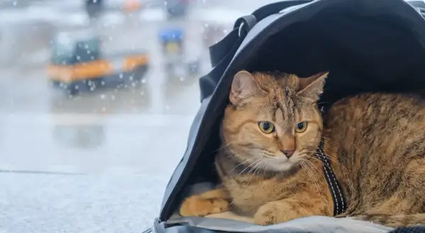 Kot w transporterze czeka na podróż. Czy ma już paszport dla kota?