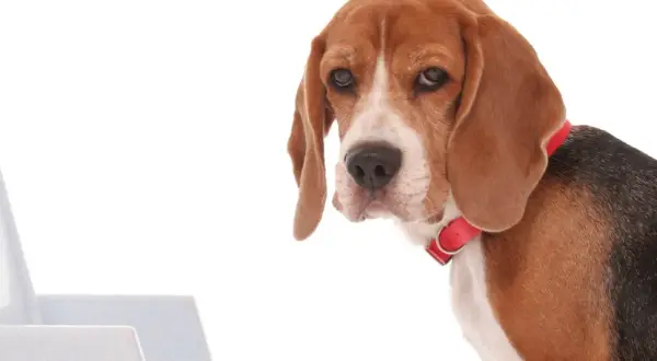 Smutny beagle z czerwonym obrożą patrzy na kuwetę, sugerując zatwardzenie u psa.