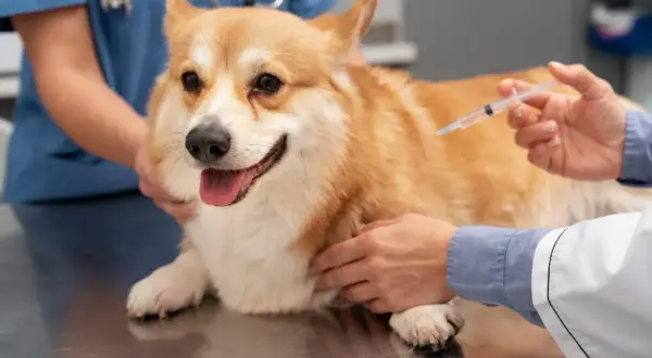 Weterynarz podaje szczepionkę corgi. Dowiedz się, ile kosztuje szczepienie psa, aby zapewnić mu zdrowie.
