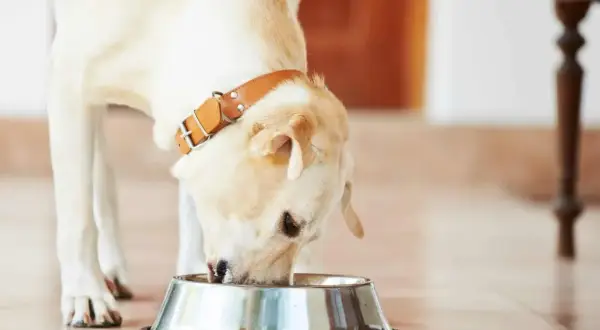 Labrador z brązową obrożą je z metalowej miski. Warto wiedzieć, ile gotować mięso dla psa, by było zdrowe i bezpieczne.