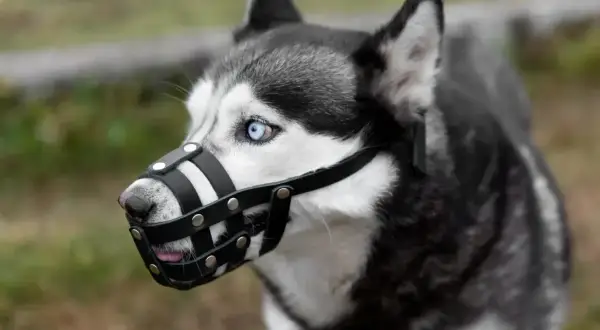 Siberian Husky z niebieskimi oczami w kagańcu. Czy pies musi mieć kaganiec? To zależy od sytuacji i przepisów.