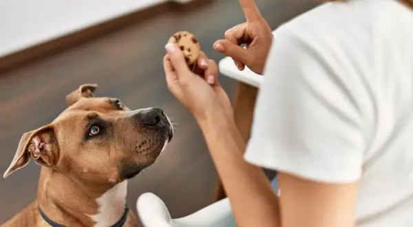 Pies patrzy na ciasteczko z kawałkami czekolady. Czy pies może jeść czekoladę? Nie, to dla niego szkodliwe.