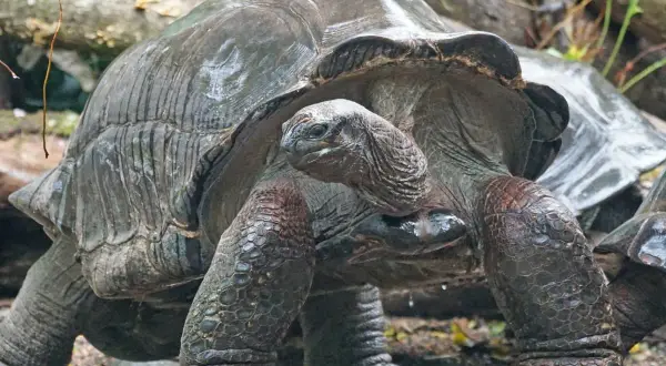 Wielka żółwica galapagoska, symbol tego, jakie zwierzę żyje najdłużej, powoli kroczy po kamieniach.