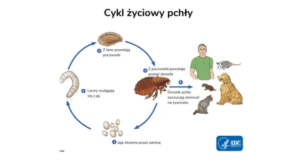 Cykl życiowy pchły: jaja, larwy, poczwarki, dorosłe pchły żerujące na ludziach i zwierzętach w domu.