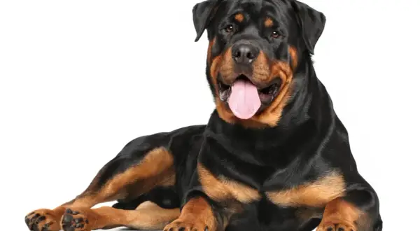 Potężny rottweiler leży, dysząc z językiem na zewnątrz. Jego spokojne rottweiler usposobienie widać w łagodnym spojrzeniu.