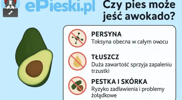 Czy pies może jeść awokado? Grafika pokazuje awokado i ostrzega przed toksyną, tłuszczem i pestką/skórką.