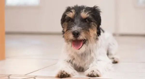Uroczy piesek rasy Jack Russell Terrier leży na podłodze, dysząc z otwartym pyszczkiem. Szybko oddycha po zabawie.