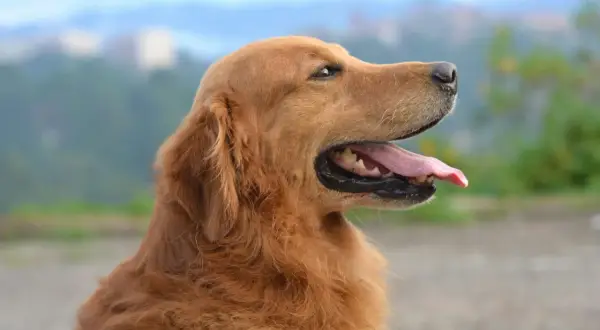 Szczęśliwy golden retriever z językiem na wierzchu, jakby czekał na nifuroksazyd dla psa.