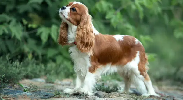 Uroczy pies dla dzieci, Cavalier King Charles Spaniel, o brązowo-białym umaszczeniu, stoi na kamienistej ścieżce wśród zieleni.