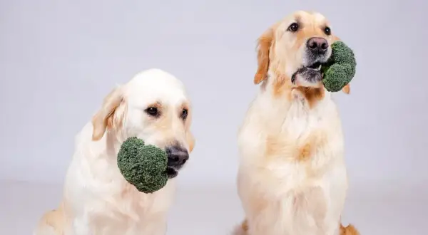 Dwa psy rasy golden retriever trzymają w pyszczkach różyczki brokułów, zastanawiając się, czy pies może jeść brokuły.
