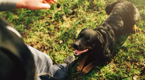 Człowiek uczy psa leżeć na trawie. Rottweiler patrzy na rękę, gotowy do nauki.