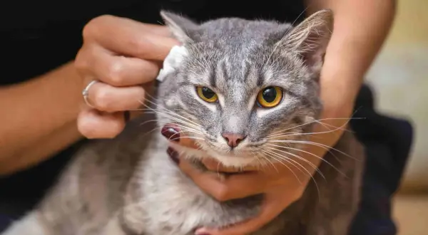 Delikatne czyszczenie uszu kota.