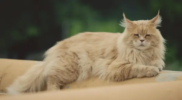 Puszysty rudy kot rasy maine coon, z pędzelkami na uszach, leży na żółtej powierzchni. Jego cena może być wysoka.