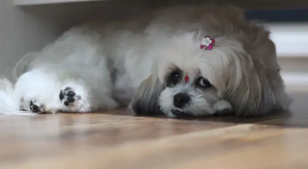 Uroczy shih tzu z ozdobą na głowie, leżący na podłodze. Zastanawiasz się nad shih tzu cena?