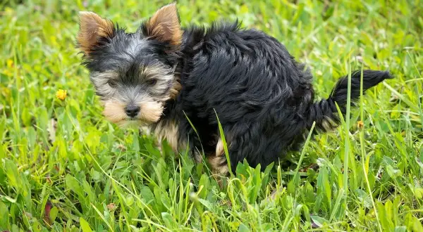 Mały yorkshire terrier w trawie, który właśnie zrobił zieloną kupę.