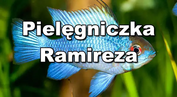 Błękitna ryba akwariowa z pielęgnicowatych, Pielęgniczka Ramirezza, pływa wśród zielonych roślin.