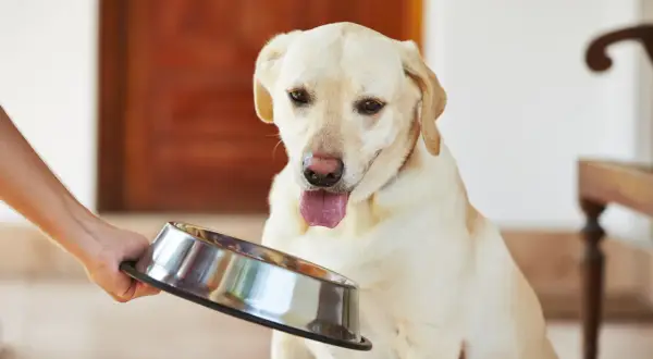 Labrador siedzi z wywieszonym językiem, patrząc na miskę. Wygląda na to, że pies nie chce jeść.