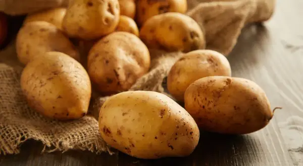 Ziemniaki na worku jutowym. Czy pies może jeść ziemniaki? Surowe ziemniaki są toksyczne dla psów, ale gotowane mogą być bezpiecznym dodatkiem do diety.