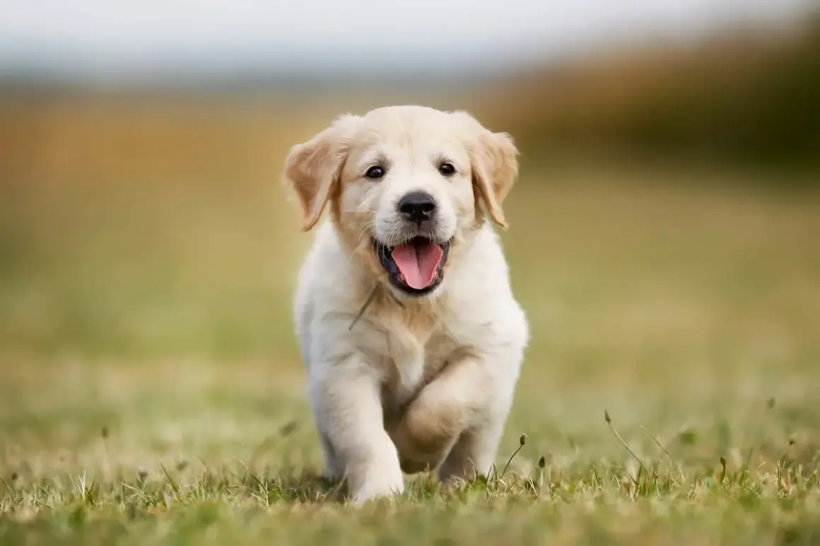 Szczeniak golden retriever biegnie przez trawę, radosny i pełen energii. Zastanawiasz się nad golden retriever cena?