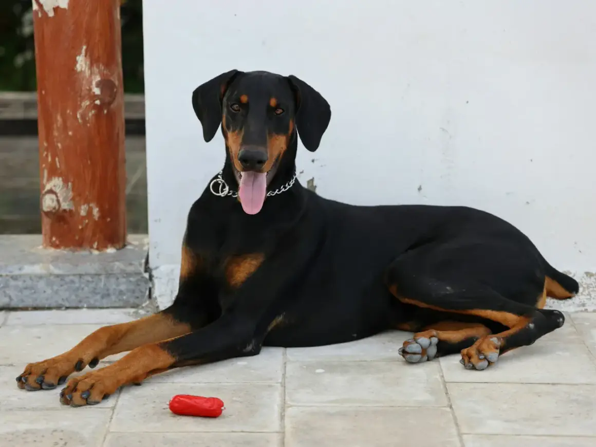 Elegancki doberman leży na płytkach, obok czerwona zabawka. Zastanawiasz się nad doberman cena?