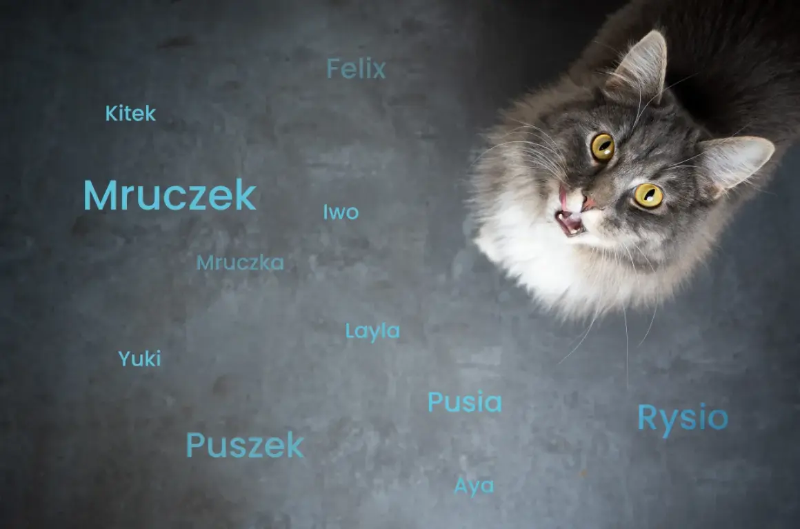 Jak nazwać kotkę? 100+ inspiracji i porady, by wybrać idealnie!