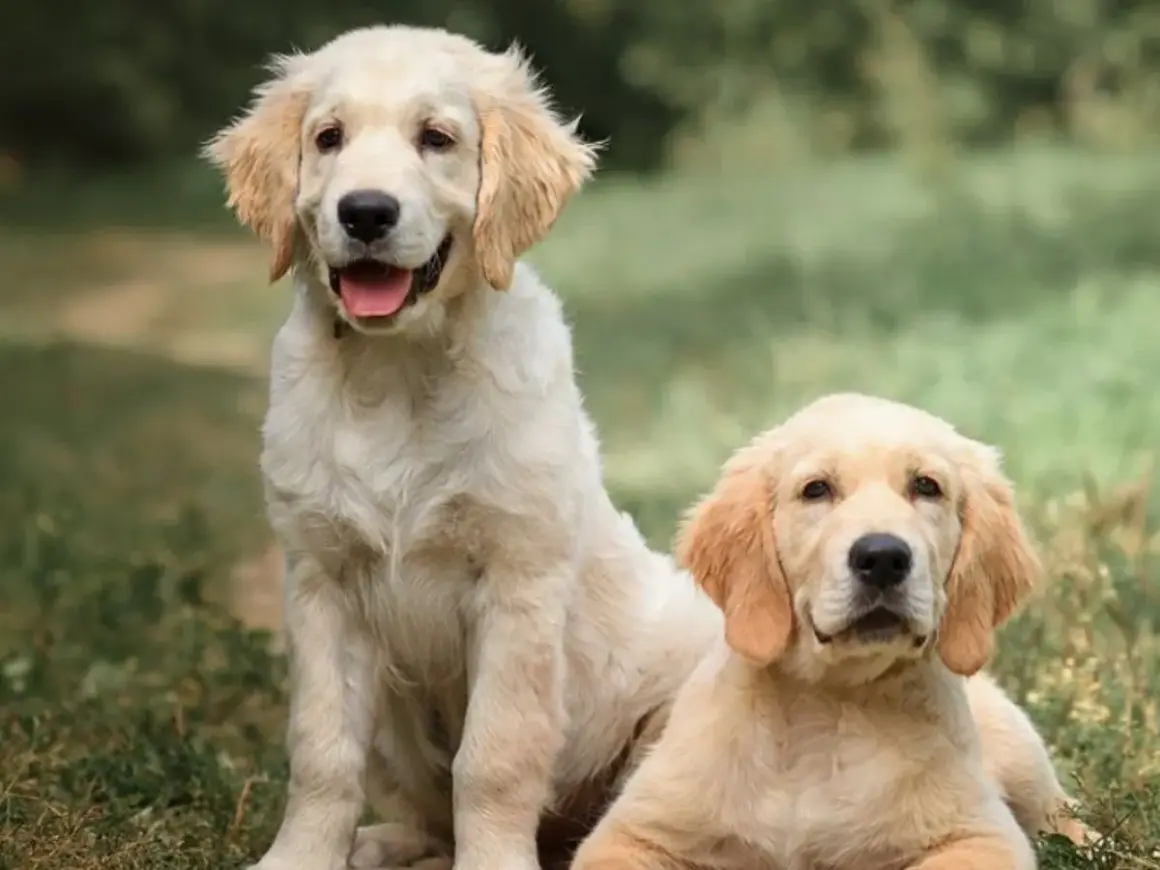 Dwa szczenięta rasy golden retriever siedzą na trawie, jedno z nich uśmiecha się szeroko.
