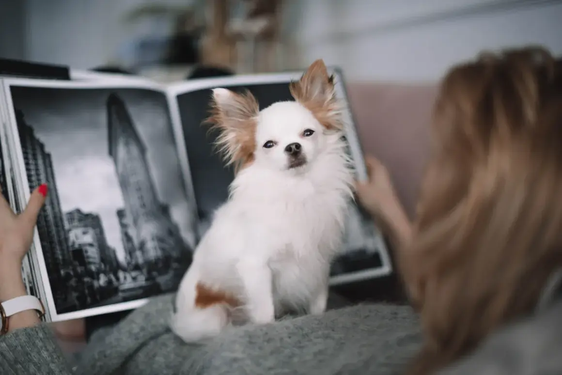 Urocza chihuahua długowłosa siedzi na kocu, podczas gdy jej właścicielka przegląda album ze zdjęciami Nowego Jorku.