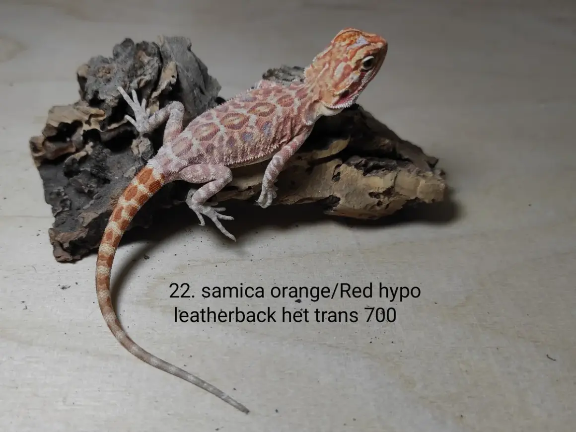 Samica orange/red hypo leatherback het trans. Atrakcyjna agama brodata cena 700.
