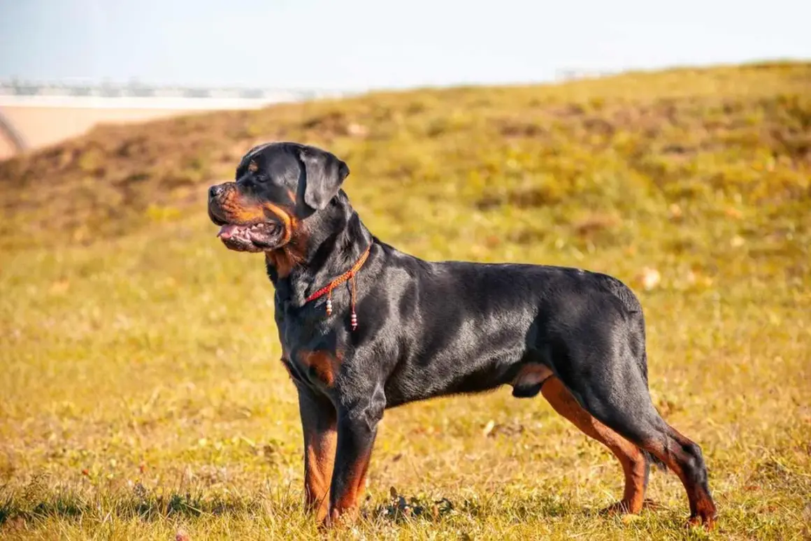 Potężny Rottweiler z groźnym spojrzeniem, w czerwonej obroży, stoi na trawiastym wzgórzu.