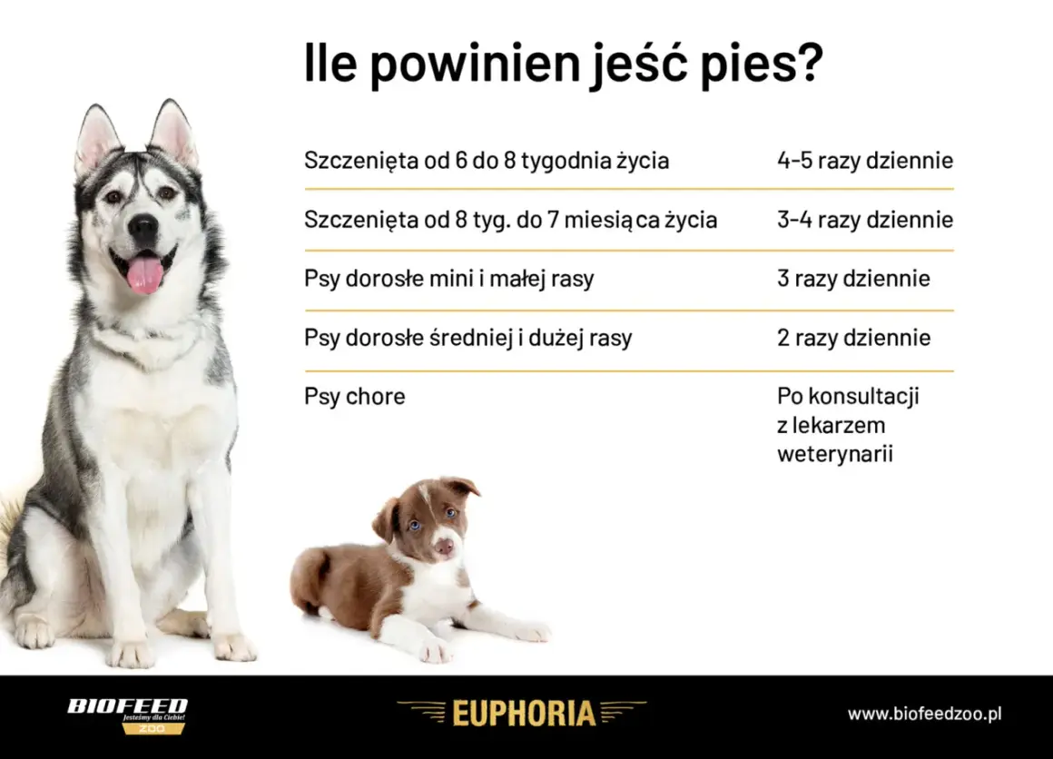 Ile razy dziennie karmić psa? Tabela podpowiada: szczenięta 4-5 razy, dorosłe 2-3 razy, chore po konsultacji z weterynarzem.