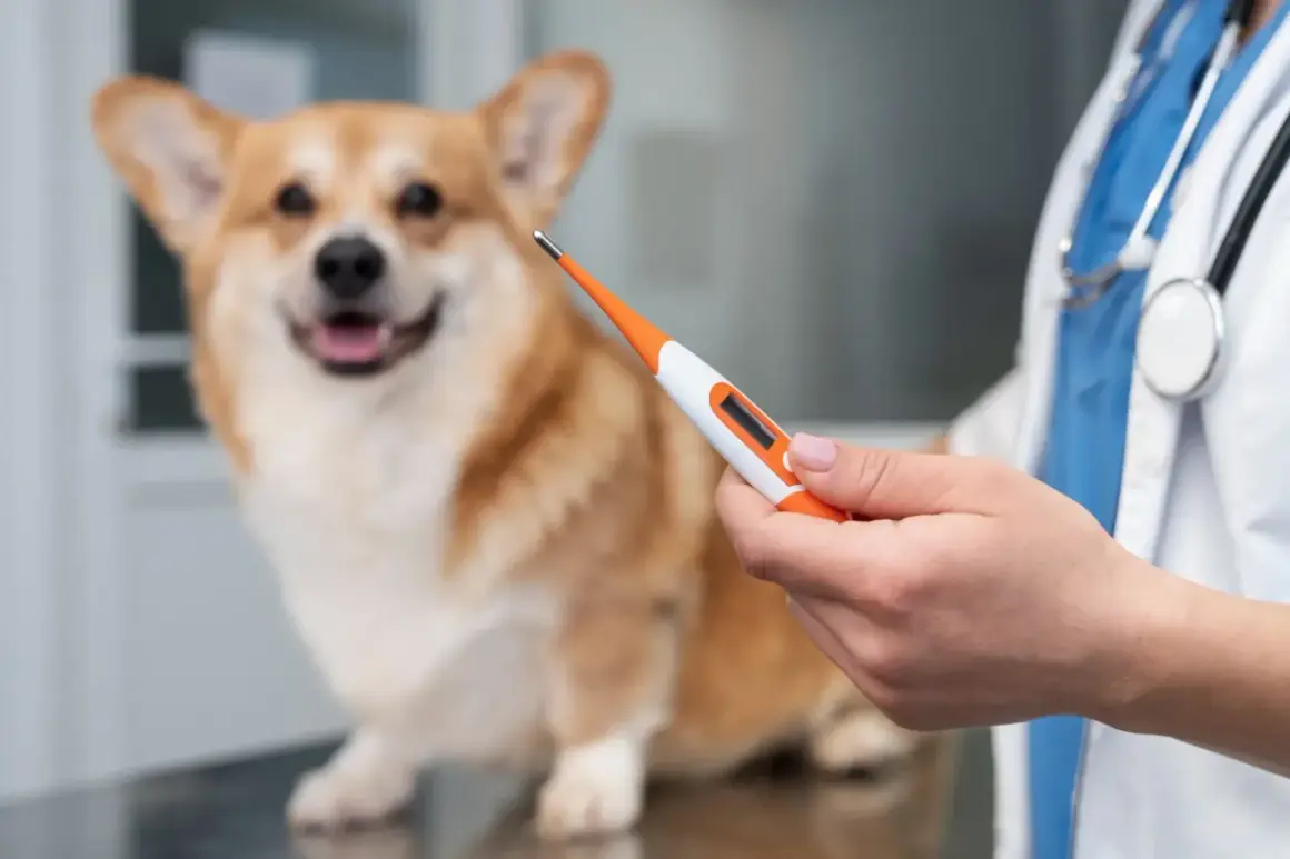 Weterynarz mierzy temperaturę psa. Corgi czeka cierpliwie na wyniki.