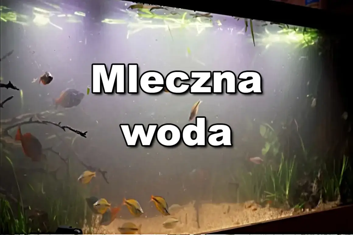 Mętna woda w akwarium, gdzie pływają kolorowe rybki.