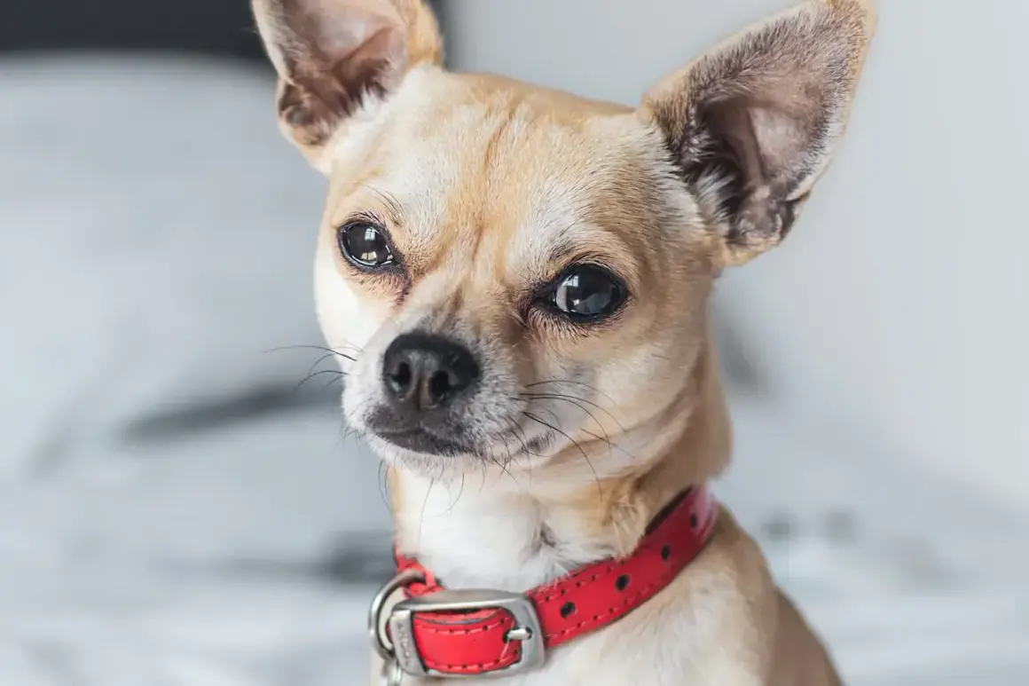 Mały piesek chihuahua w czerwonej obroży, który się trzęsie.
