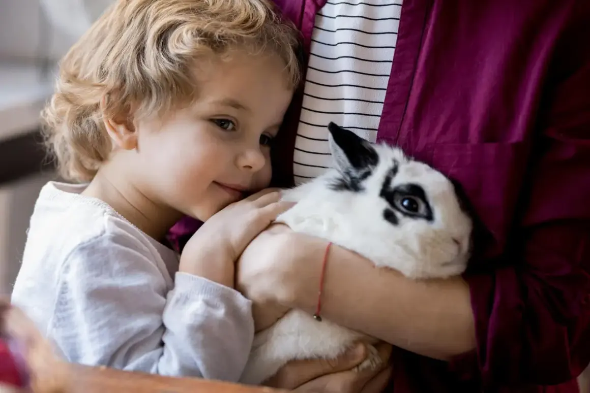 Uśmiechnięta dziewczynka tuli czarno-białego królika miniaturkę. Zastanawia się, ile kosztuje królik miniaturka, gdy go przytula.