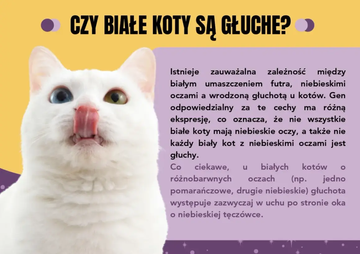 Biały kot z różnymi kolorami oczu, ciekawy przykład ciekawostek o kotach. Czy białe koty są głuche?