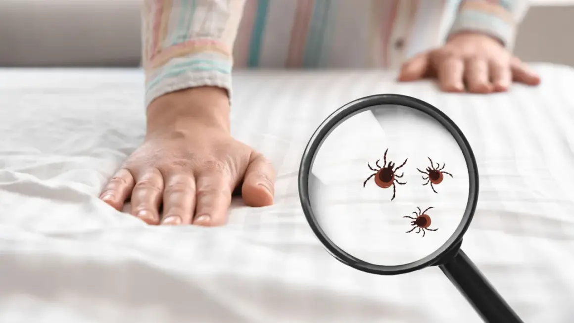 Dłoń na białej pościeli, pod lupą widoczne kleszcze. To coś, czego nie lubią kleszcze – czystość i kontrola.