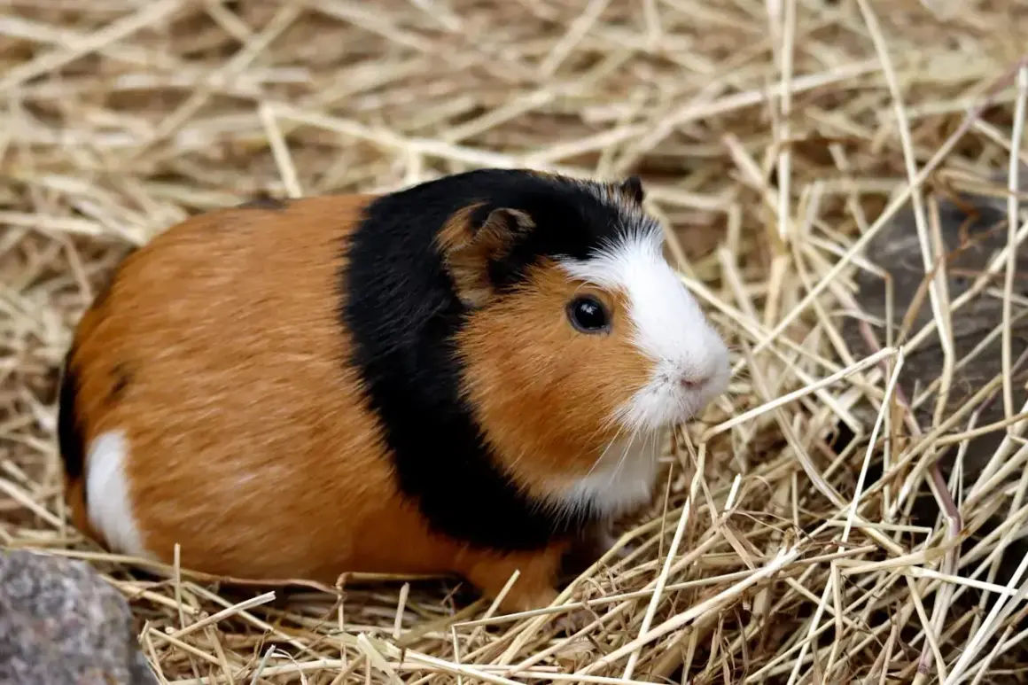 Urocza świnka morska rasy texel z rudym, czarnym i białym futerkiem siedzi w stogu siana.