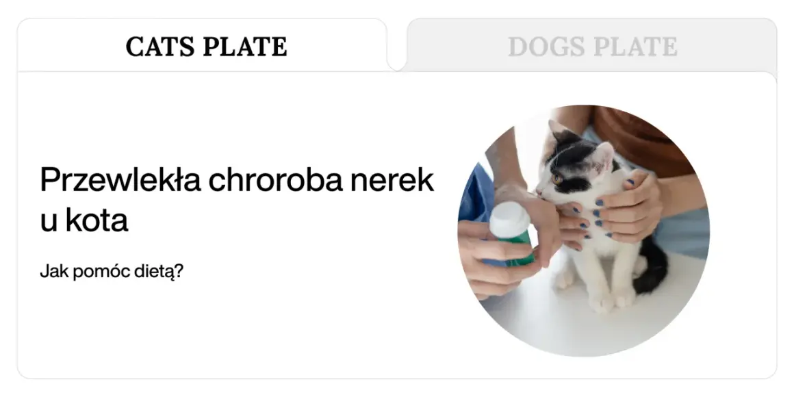 Kot z przewlekłą chorobą nerek. Pomoc dietetyczna, być może z użyciem Nefroloxan.