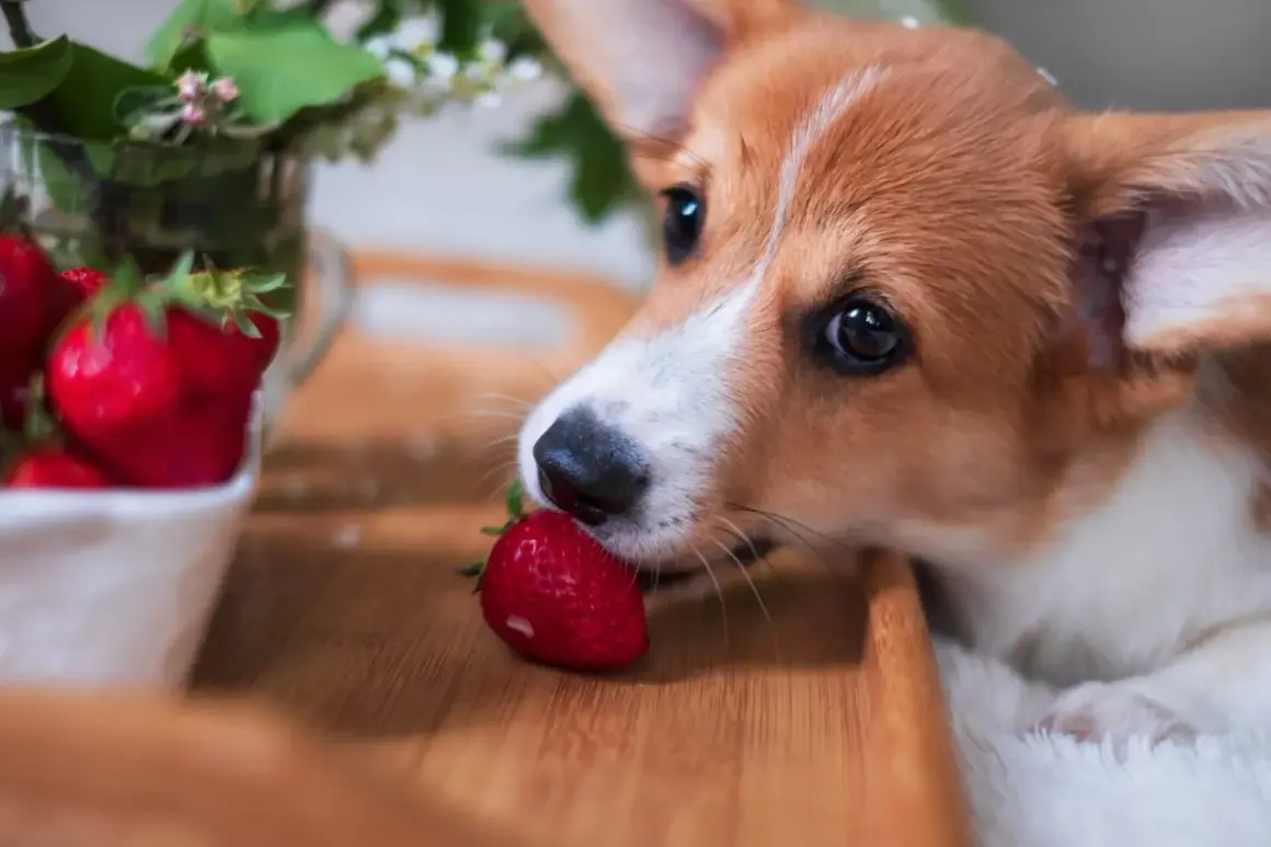 Corgi delikatnie wącha truskawkę, zastanawiając się, czy pies może jeść truskawki.