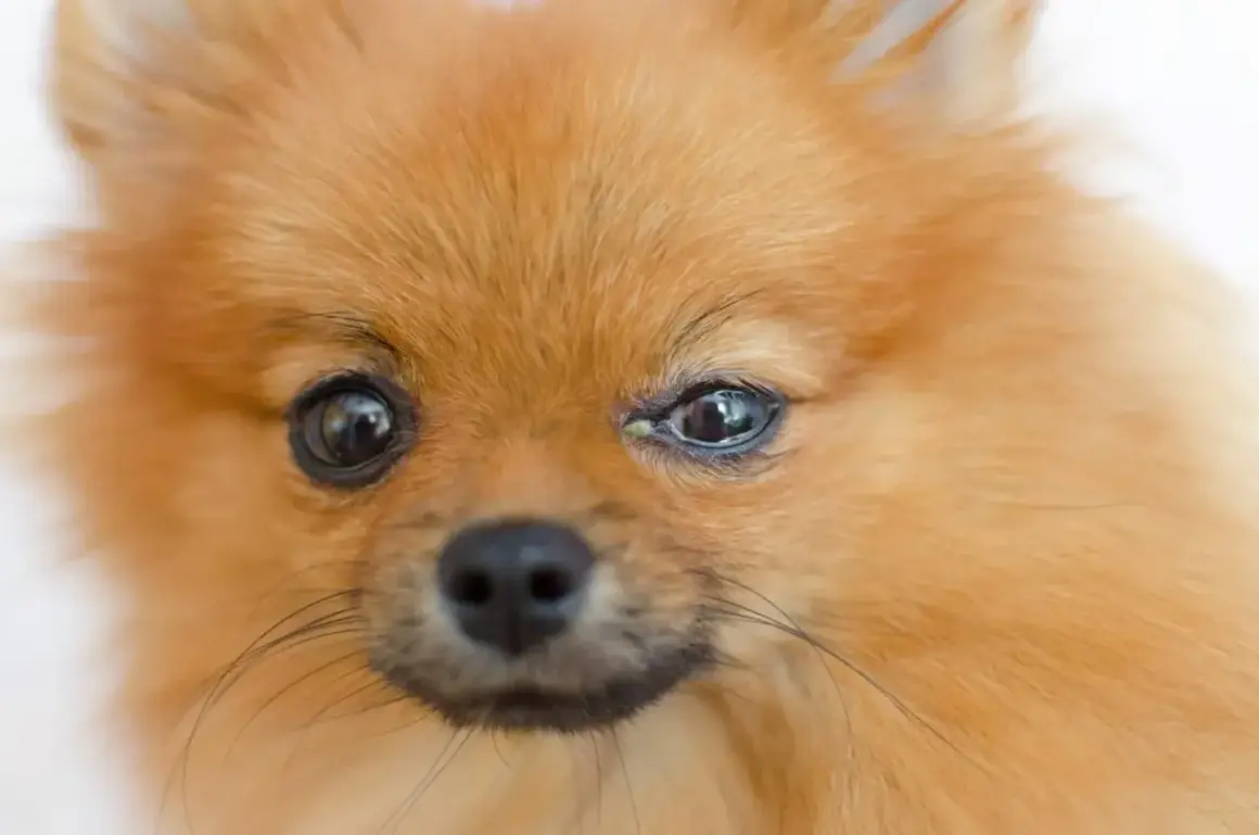 Pomeranian z zapaleniem spojówek u psa. Widać zaczerwienienie i wydzielinę w kąciku oka.